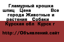 Гламурный крошка шпиц › Цена ­ 30 000 - Все города Животные и растения » Собаки   . Курская обл.,Курск г.